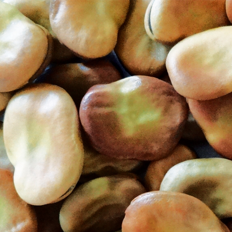 Fève de Séville à longue cosse