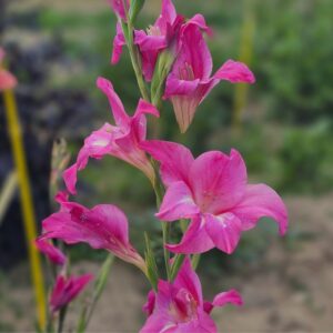 Glaïeul colvillei Charm