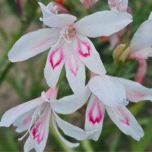 Glaïeul colvillei Nymph