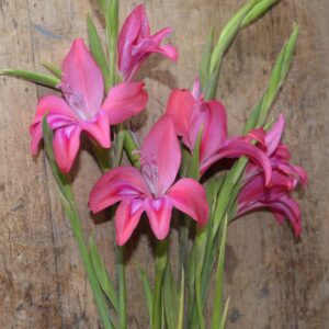 Glaïeul Colvillei Robinetta