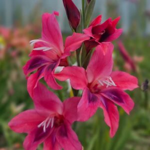 Glaïeul colvillei Vulcano