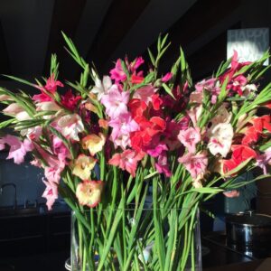 Glaïeuls Colvillei Variés