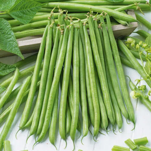 Haricot nain à filet Aiguillon bio