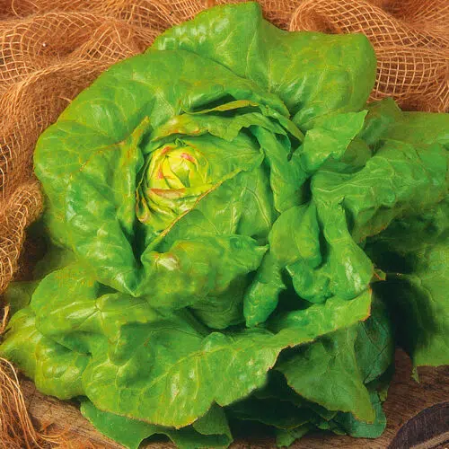Laitue Pommee Du Bon Jardinier