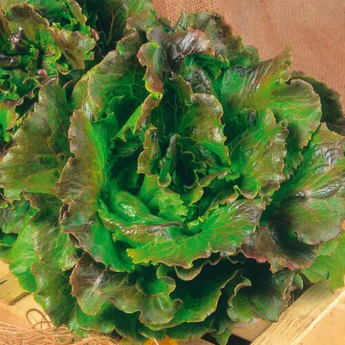 Laitue Pommée Merveille des quatre saisons bio