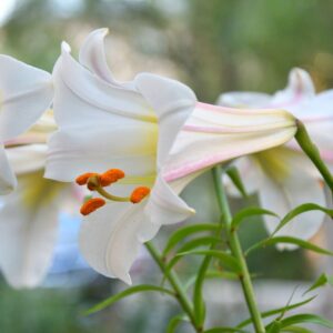 Lis Trompette Regale Album