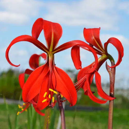 Lis Saint Jacques (Sprekelia formosissima)