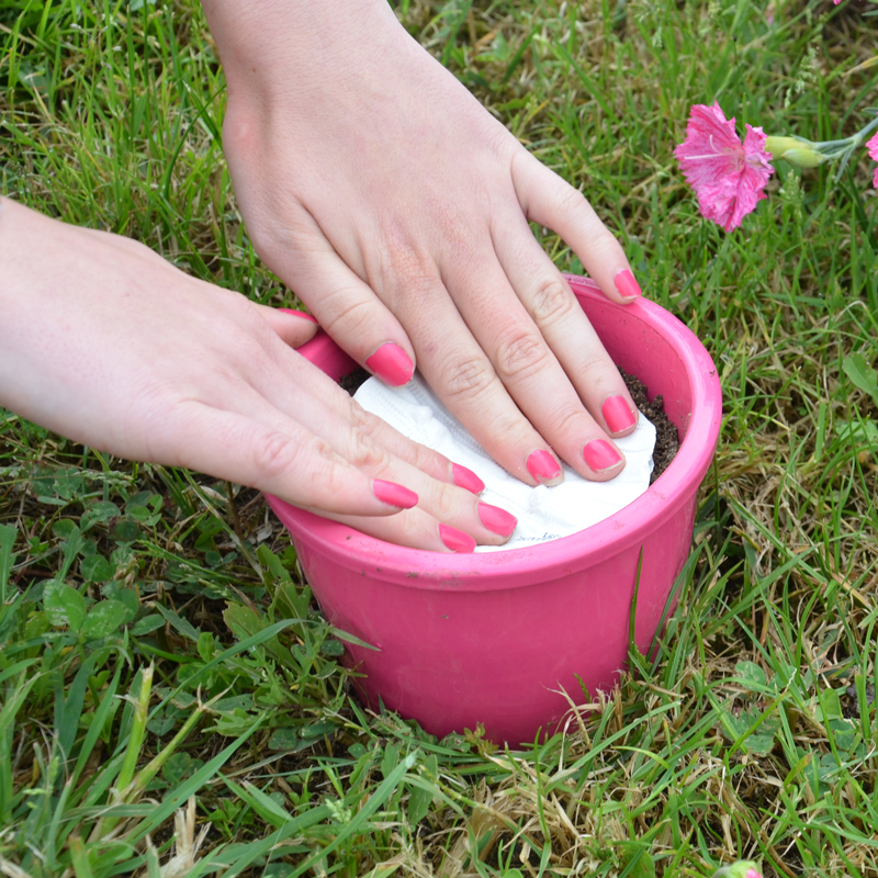 Œillet d'Inde Tagetes Patula présemé bio