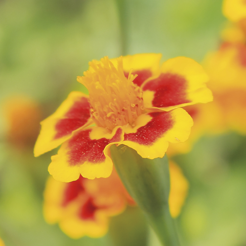 Œillet d'Inde Tagetes Patula présemé bio