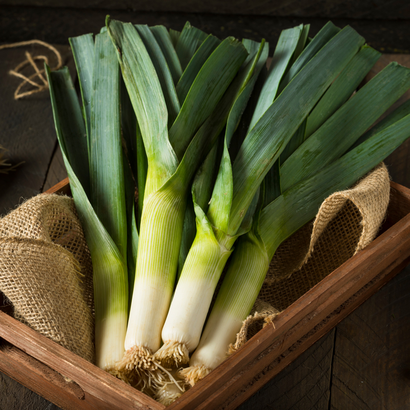 Poireau Géant d'Automne Bio