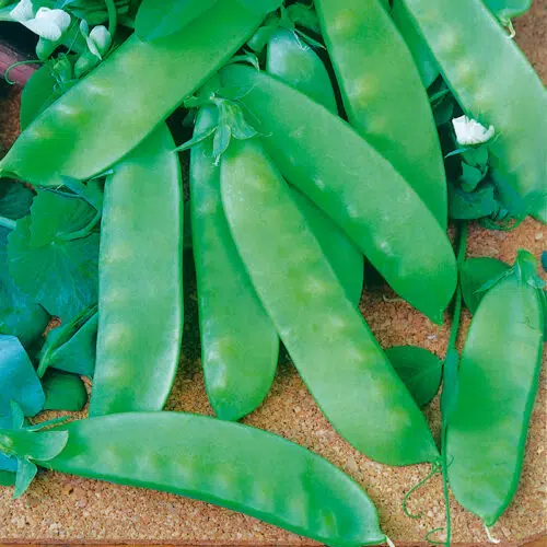 Pois à rames mangetout Corne de Bélier