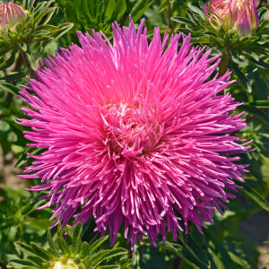 Reine marguerite Nova Rose