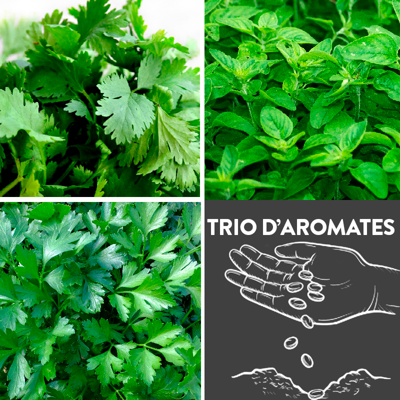 Trio d'Aromates présemé bio (coriandre - persil - origan)