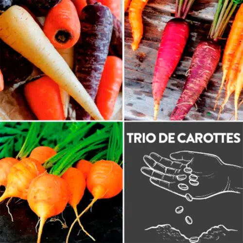 Trio de Carottes présemé bio