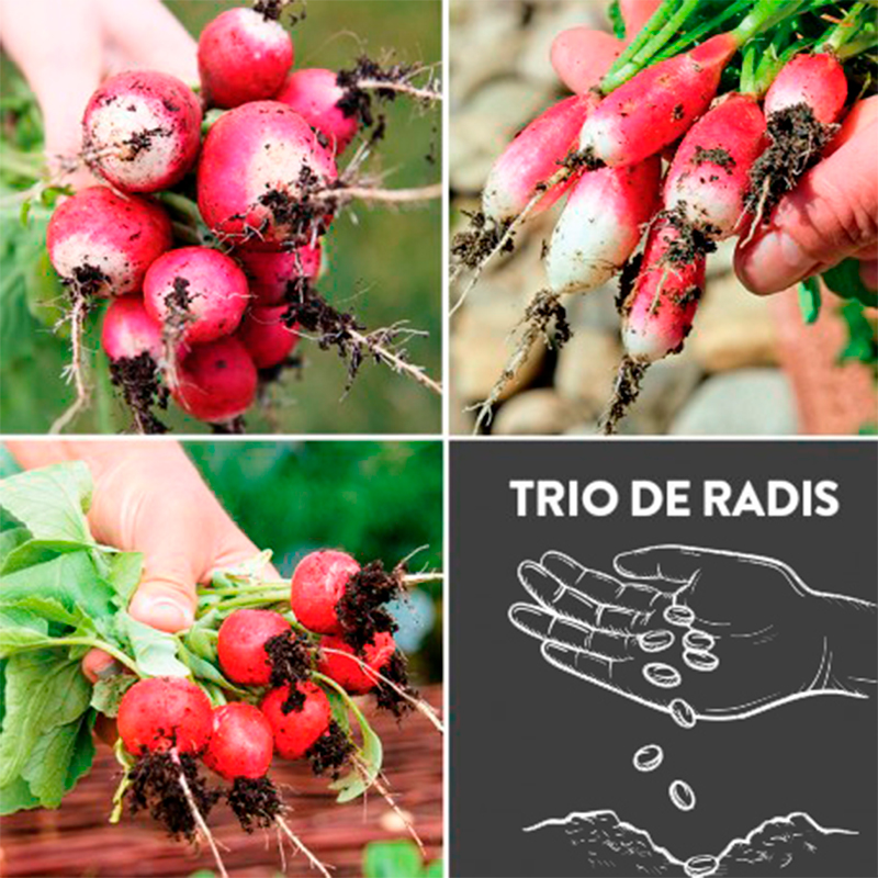 Trio de Radis présemé bio