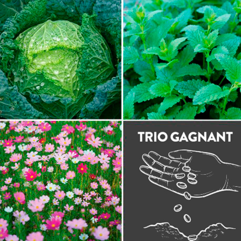 Trio Gagnant présemé bio