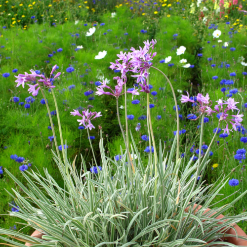 Tulbaghia Silver Lace