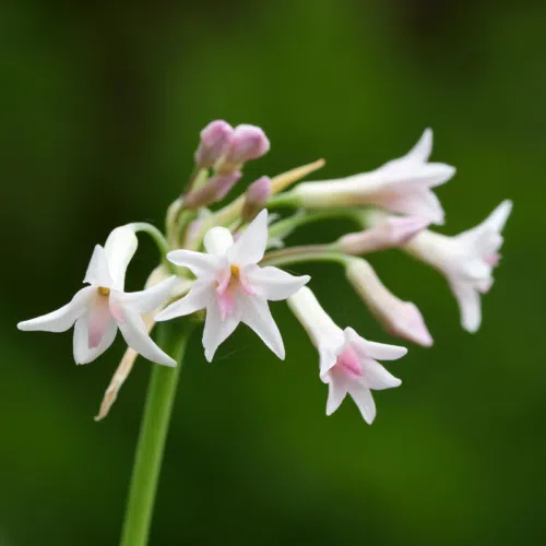 Tulbaghia Alba