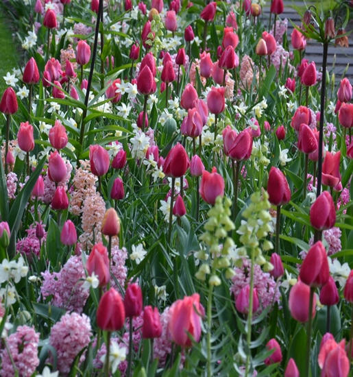 Catalogue de vente en ligne bulbes à fleurs pour les jardins