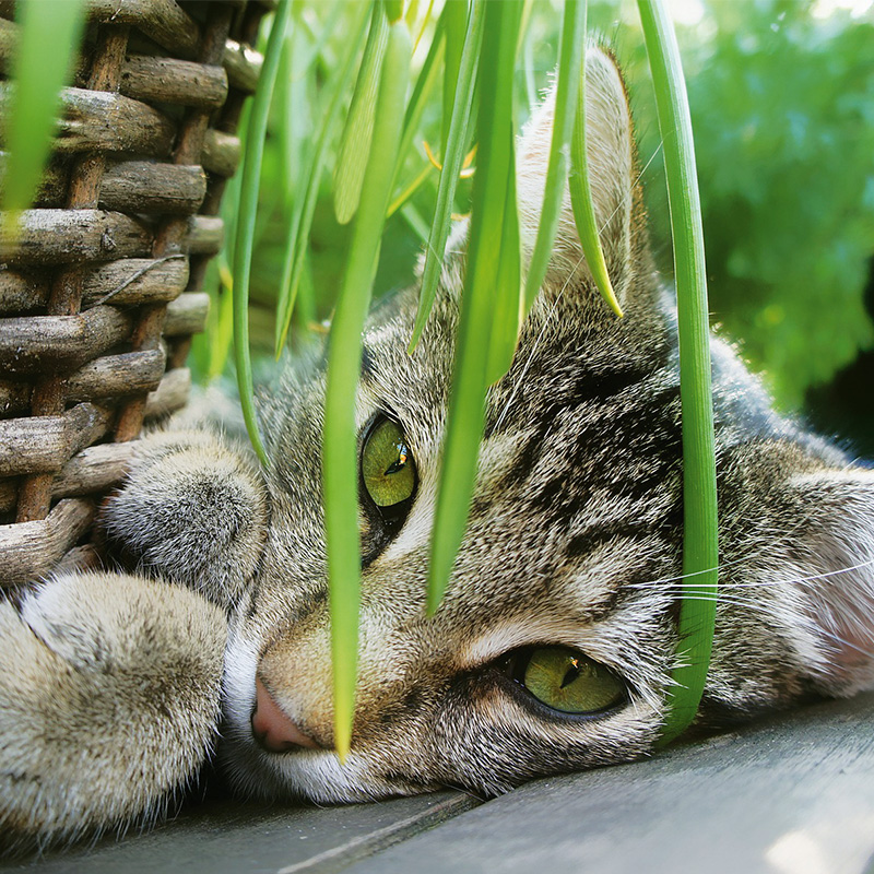 Herbe à chat naturelle française à planter - Homycat