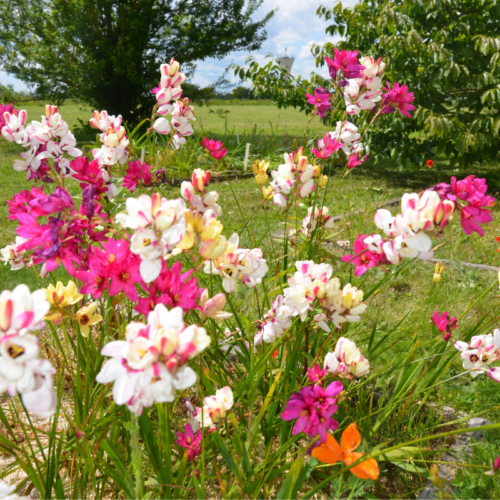 Ixia variés
