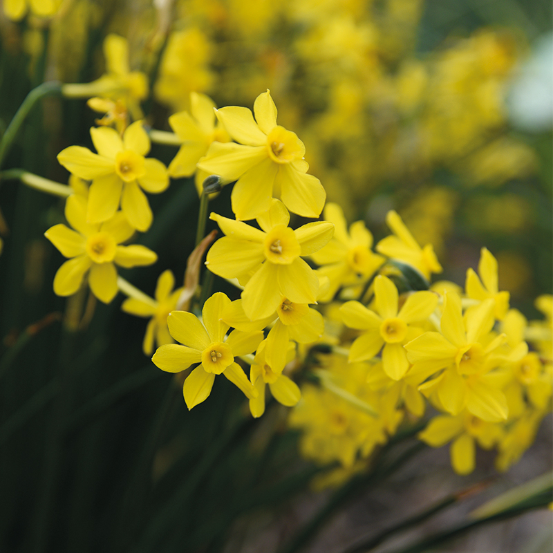 Narcisse botanique Baby Moon