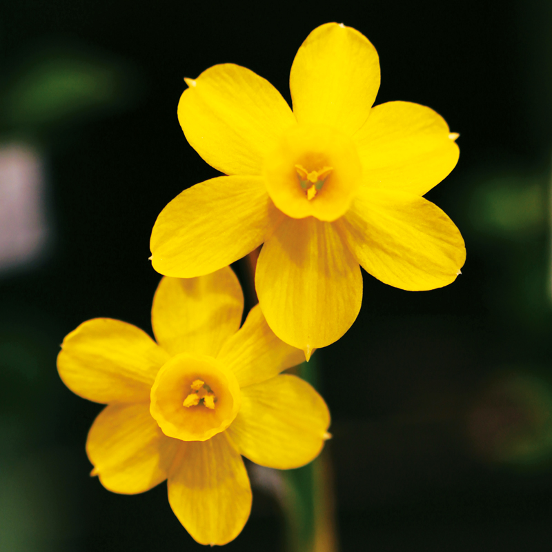 Narcisse botanique Baby Moon