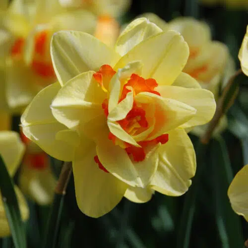 Narcisse Double Tahiti