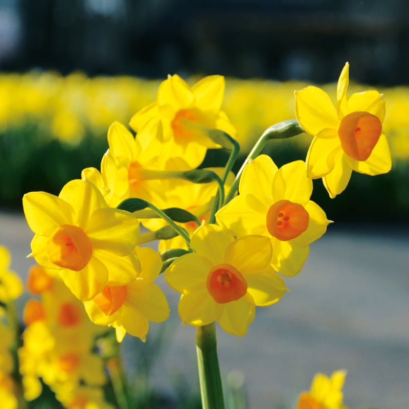 Narcisse Pluriflore Grand Soleil D'Or