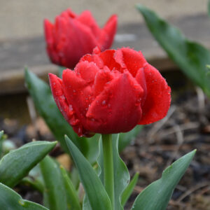 Tulipe Double Hâtive Largo