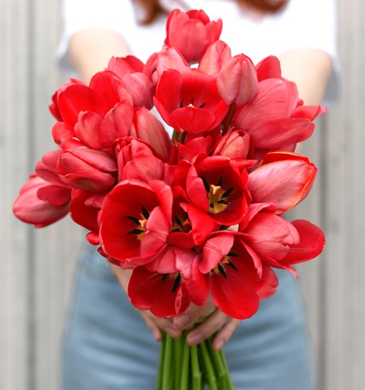 Tulipes - Bulbes