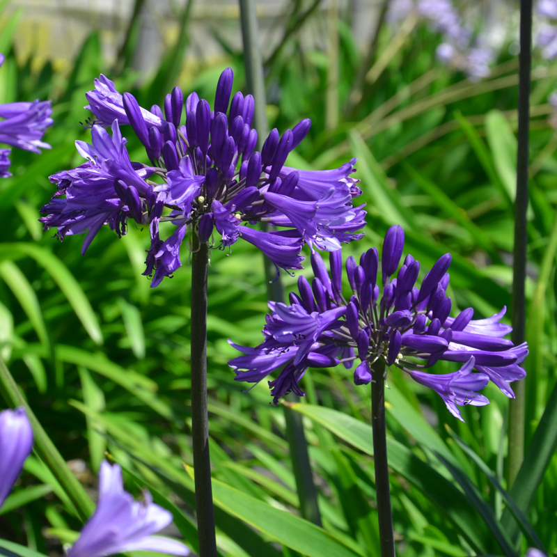 Agapanthe Back in Black