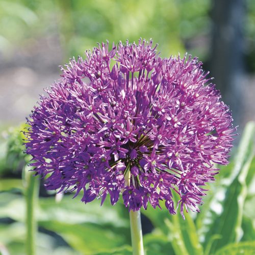 Allium aflatunense