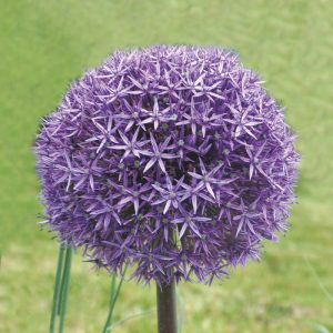 Allium aflatunense Gladiator