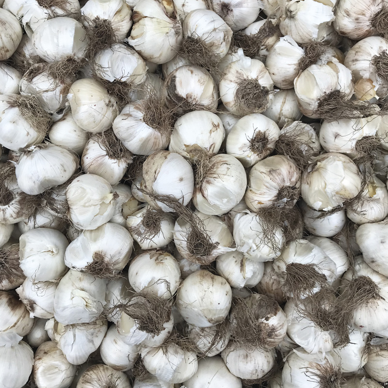 Allium aflatunense Purple Sensation