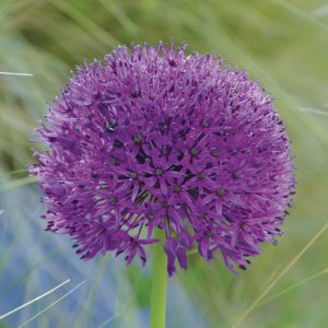 Allium aflatunense Purple Sensation