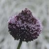 Allium amethystinum Forelock