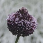 Allium amethystinum Forelock