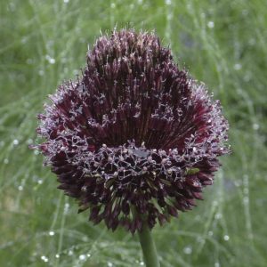 Allium amethystinum Forelock