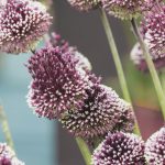 Allium amethystinum Red Mohican