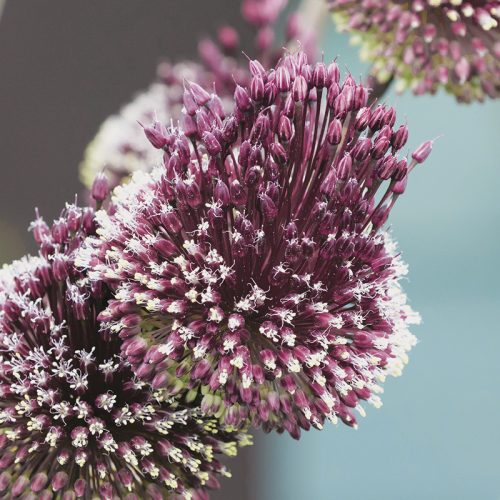 Allium amethystinum Red Mohican