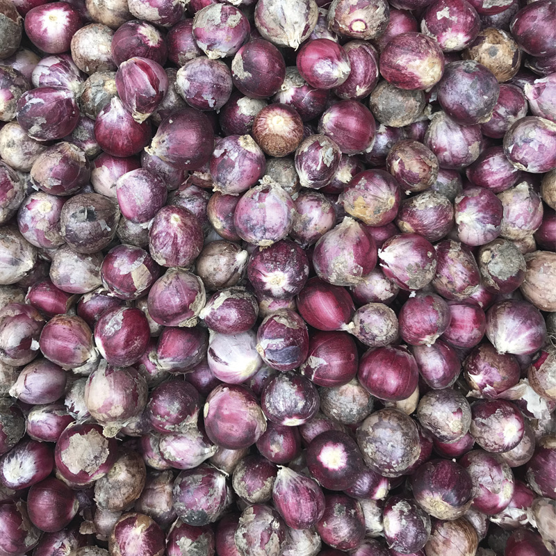 Allium amplectens Graceful