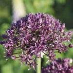 Allium atropurpureum