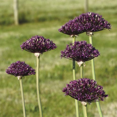 Allium atropurpureum