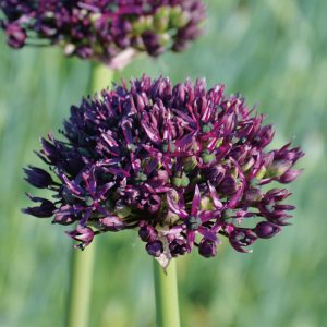 Allium atropurpureum