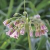 Allium bulgaricum (Nectaroscordum Siculum)
