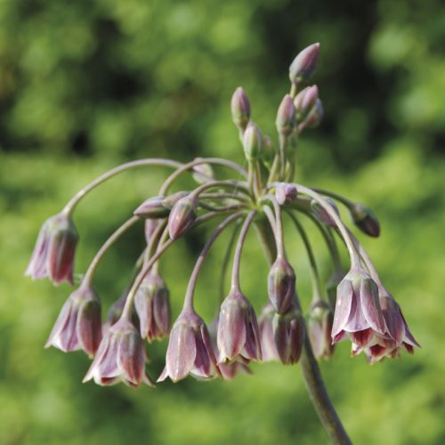 Allium bulgaricum (Nectaroscordum Siculum)