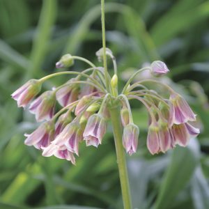 Allium bulgaricum (Nectaroscordum Siculum)