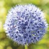 Allium caeruleum (Azureum) 