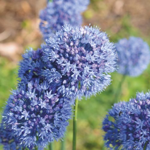 Allium caeruleum (Azureum) 